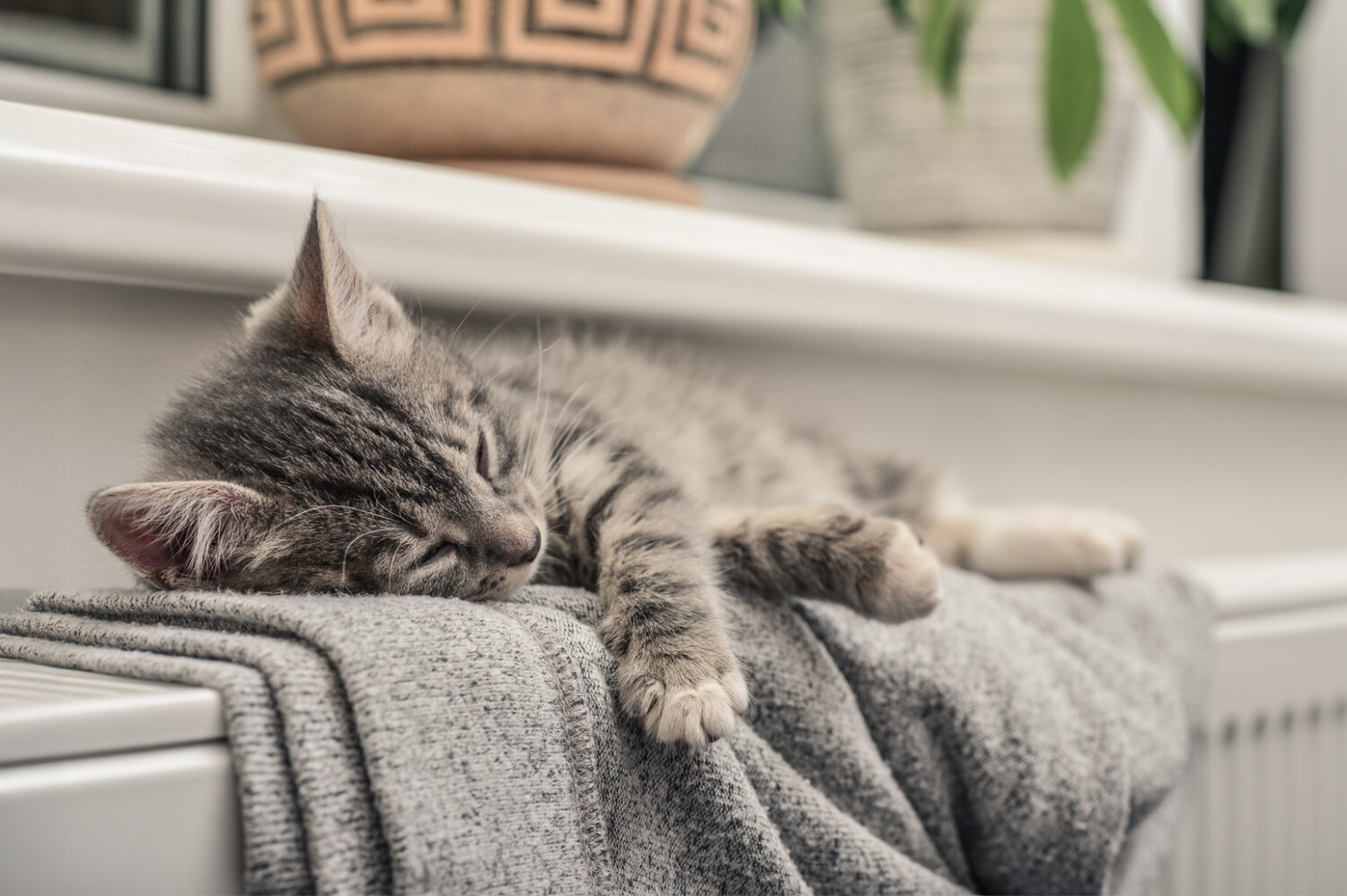 graugestreiftes Kätzchen liegt mit Decke auf Heizung