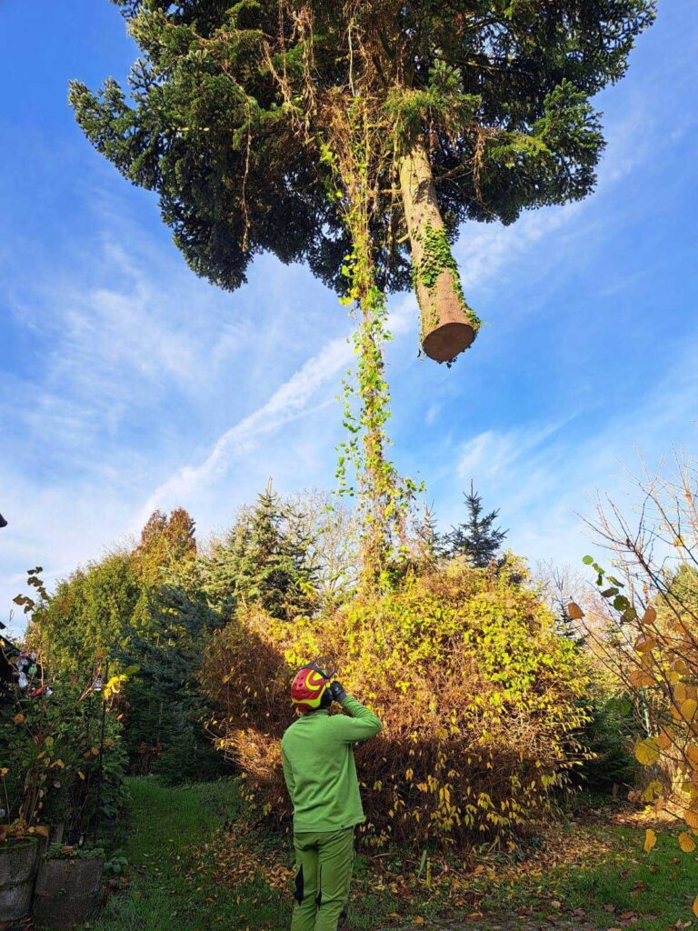 Weihnachtsbaum in der Luft nach dem Schlagen