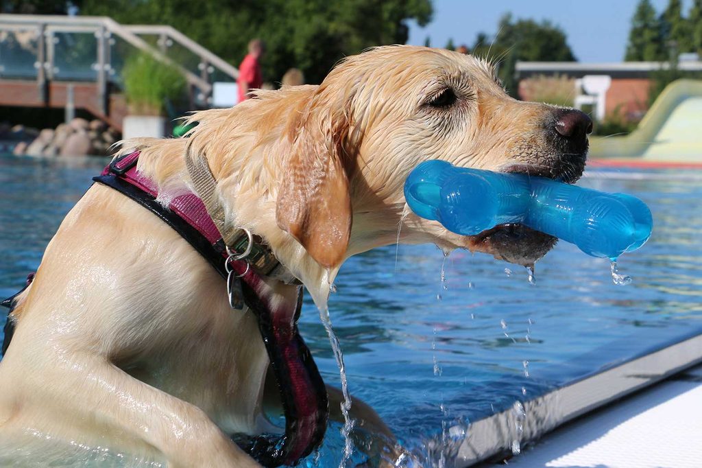 Hund am Beckenrand mit blauem Spielzeugknochen im Maul